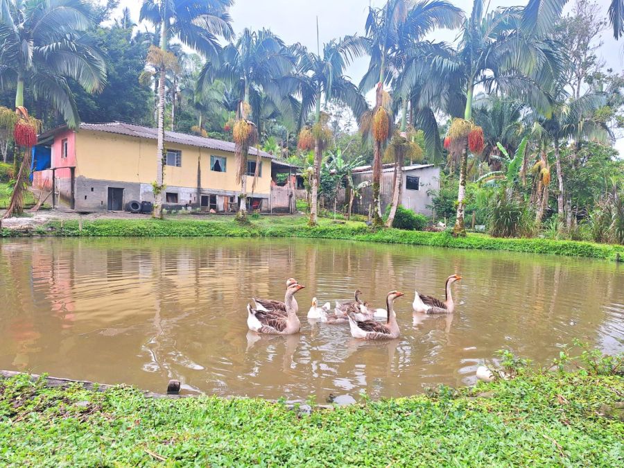 S�tio - Venda - Cerro Azul - Iguape - SP